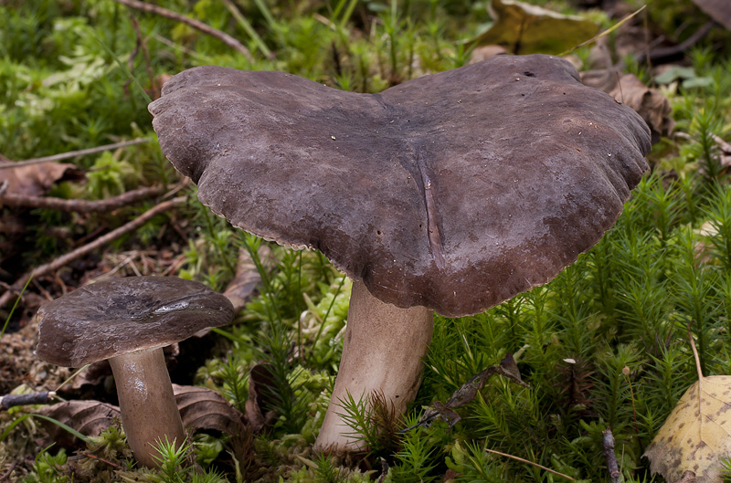 Lactarius picinus